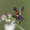 Cylindromyia sp.